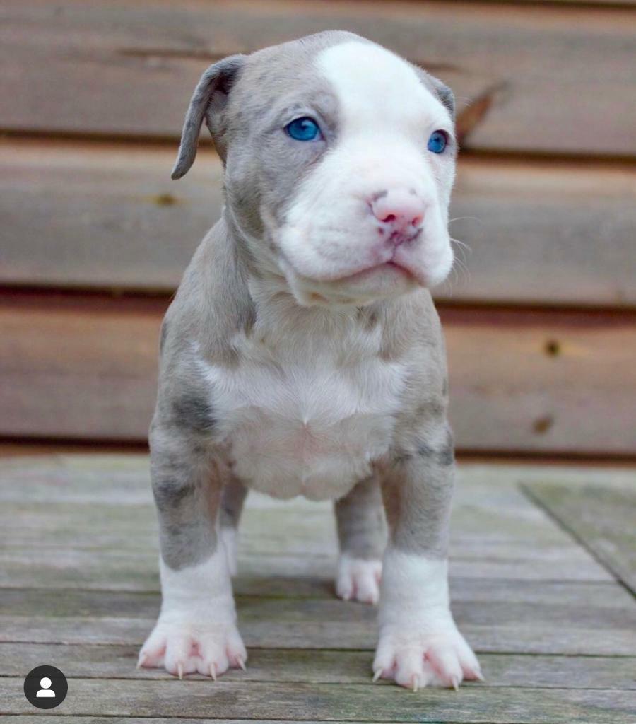 merle american bully price